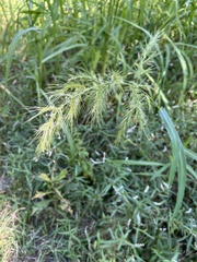 Zizaniopsis miliacea