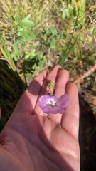 Sidalcea glaucescens