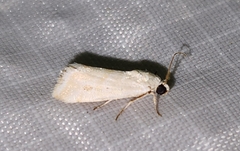 Ponometia