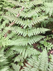 Dryopteris campyloptera