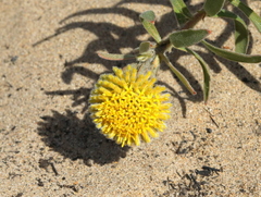 Leucospermum prostratum