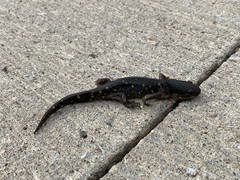 Ambystoma tigrinum