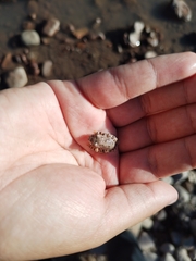 Hyla arenicolor