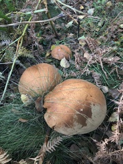 Leccinum versipelle