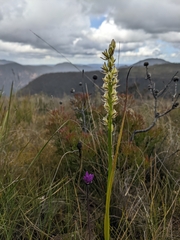 Prasophyllum elatum