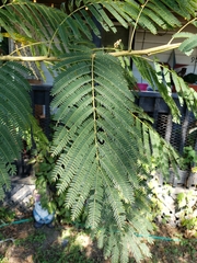 Albizia julibrissin