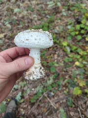 Amanita magniverrucata
