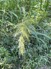 Zizaniopsis miliacea