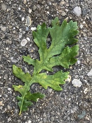 Quercus cerris