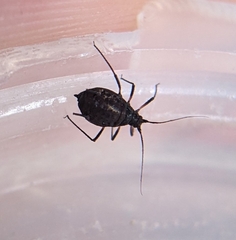 Aphis gossypii