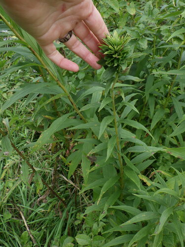 Goldenrod Bunch Gall Midge photo 6