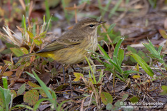 Setophaga palmarum