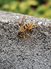 Vespula germanica