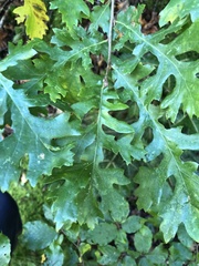 Quercus cerris