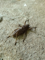 Nesoecia nigrispina