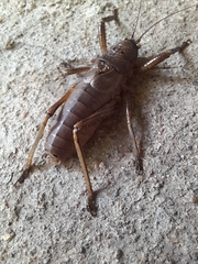 Nesoecia nigrispina