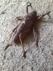 Nesoecia nigrispina