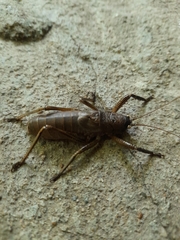 Nesoecia nigrispina