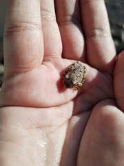 Hyla arenicolor