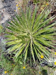 Agave schidigera