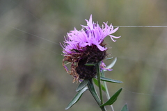 Centaurea × livonica