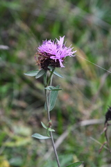 Centaurea × livonica