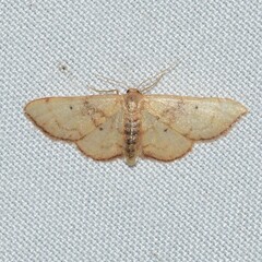 Idaea demissaria