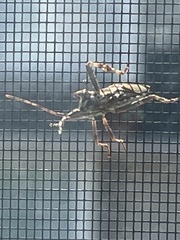 Leptoglossus occidentalis