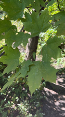 Acer floridanum