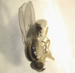 Thaumatomyia glabra