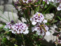 Iberis