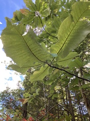 Magnolia