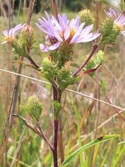 Eurybia surculosa