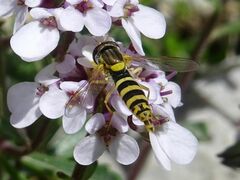 Sphaerophoria scripta