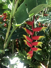 Heliconia rostrata