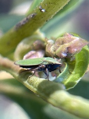 Draeculacephala minerva