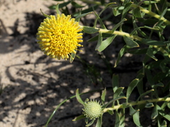 Leucospermum prostratum