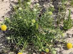 Leucospermum prostratum
