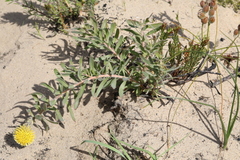 Leucospermum prostratum