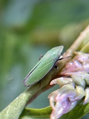 Draeculacephala minerva