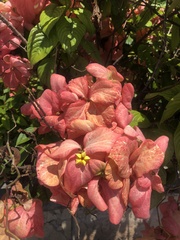 Mussaenda philippica