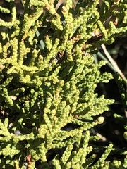 Juniperus sabina