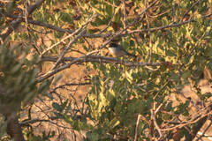 Curruca melanocephala