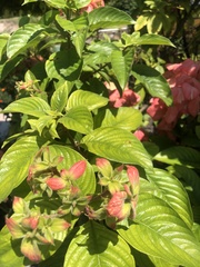 Mussaenda philippica