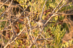 Curruca melanocephala