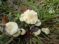 Pholiota lenta