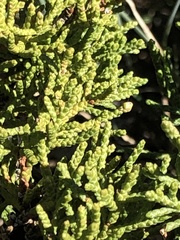 Juniperus sabina