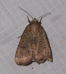Abagrotis