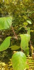 Cornus rugosa