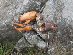 Homarus americanus